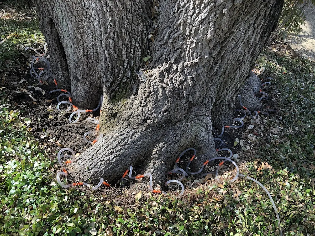 Detailed Tree Cabling and Bracing job site in Pinetta